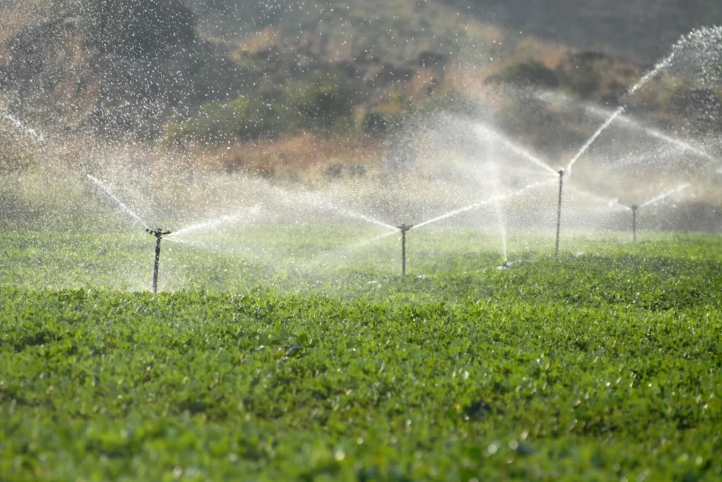 Sprinkler and irrigation